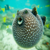 Fugu