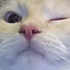 noisette
