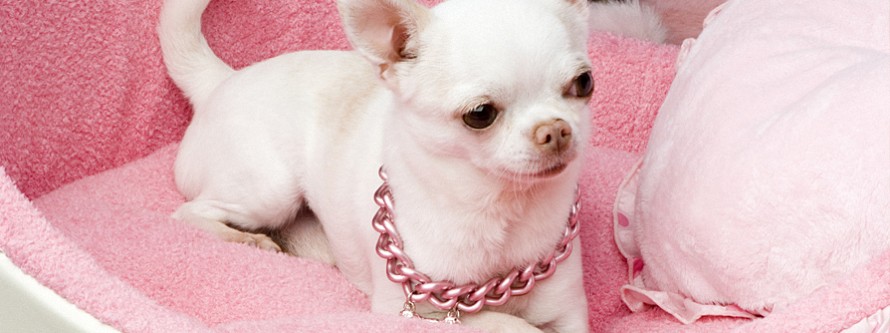 PurePerro presentation