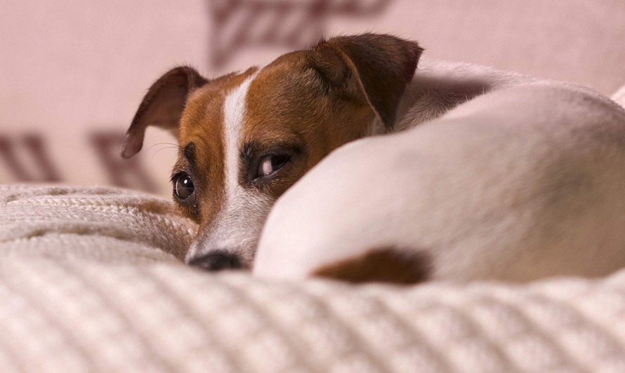 PurePerro presentation