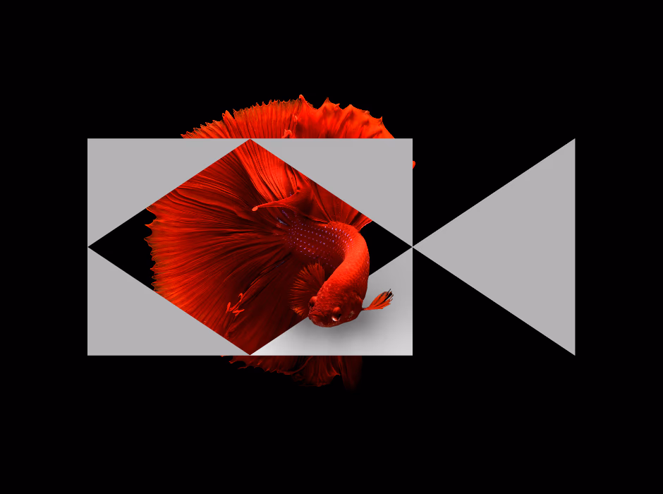 Fish film presentation