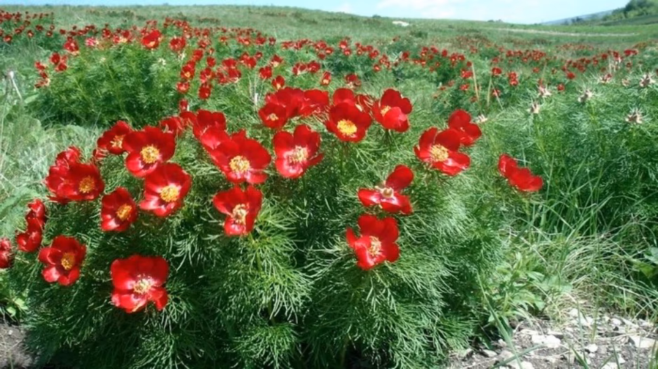 Дикий пион presentation