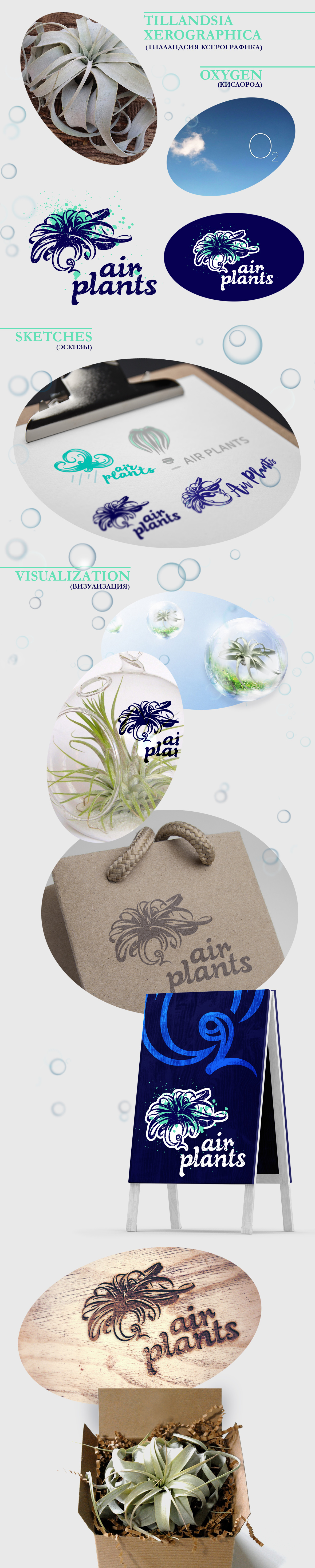 Air Plants presentation