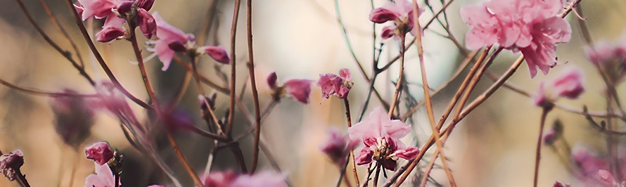 Всё равно я фея presentation